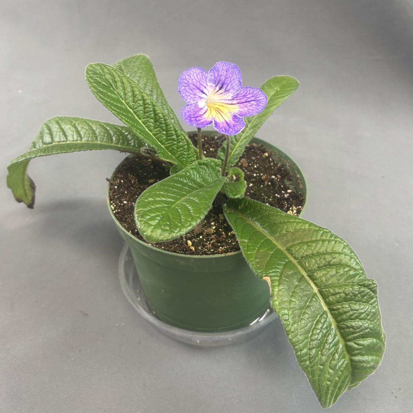 Streptocarpus