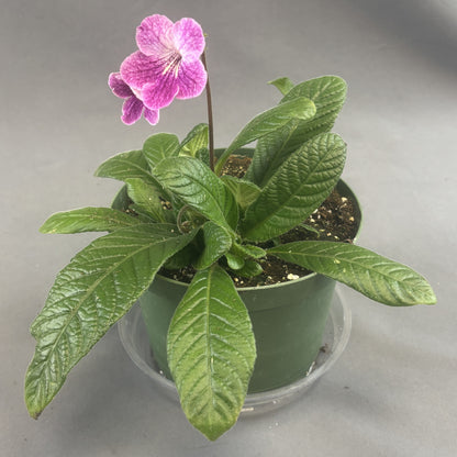 Streptocarpus