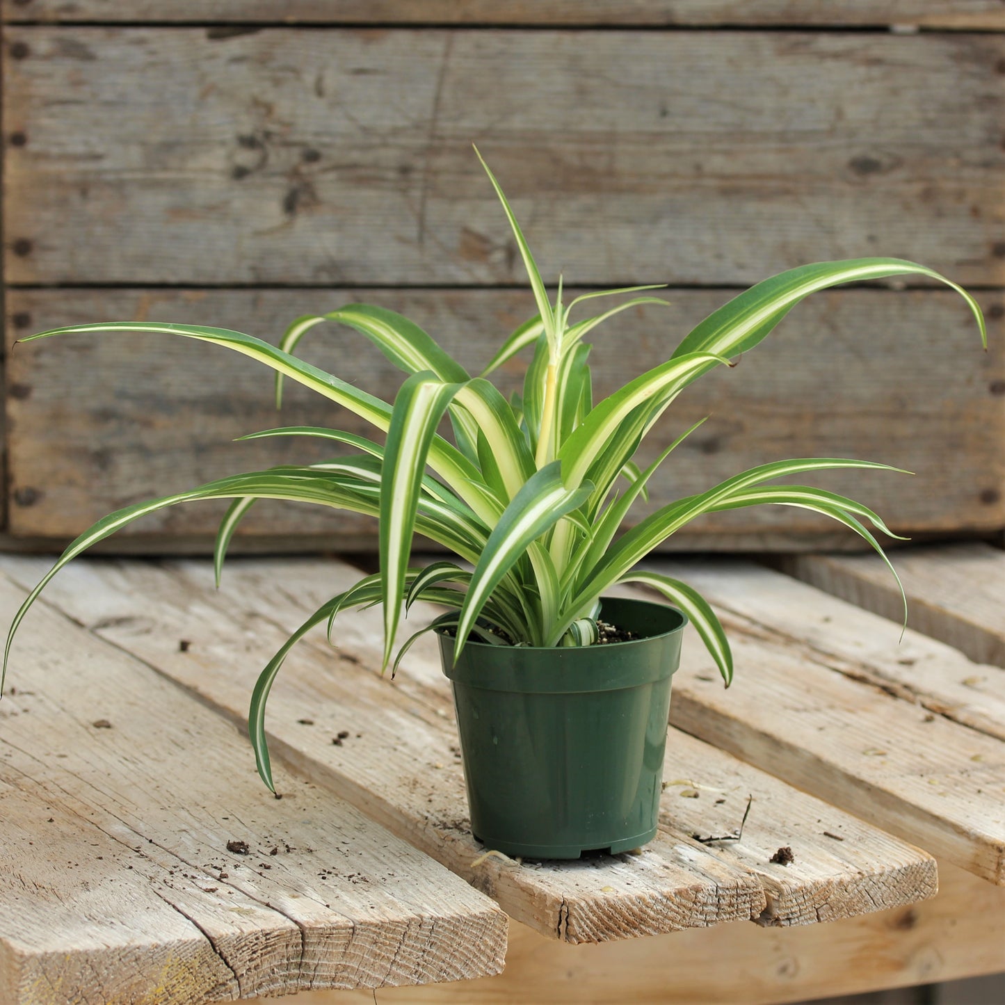 Spider Plant