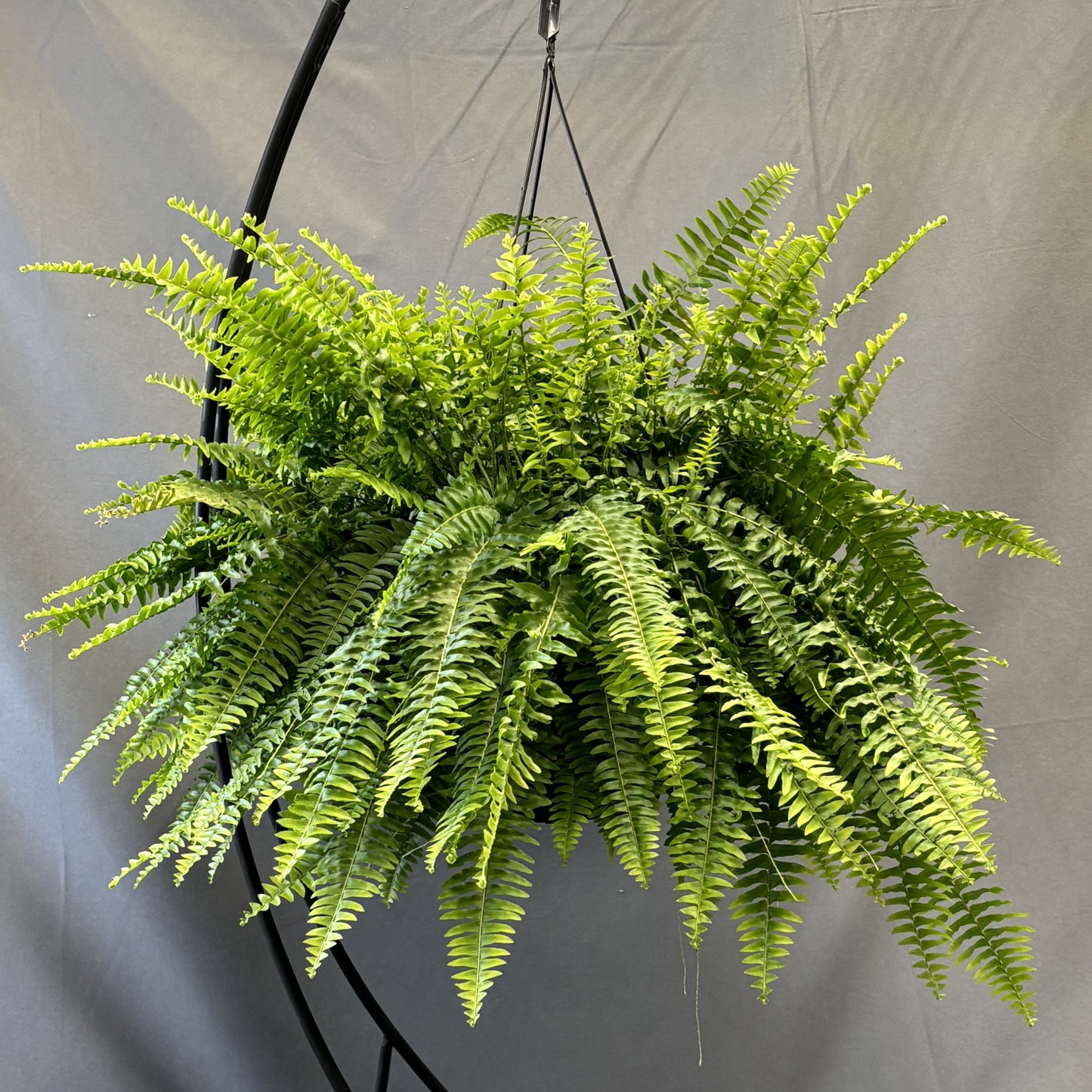 Boston Fern