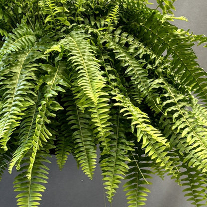 Boston Fern