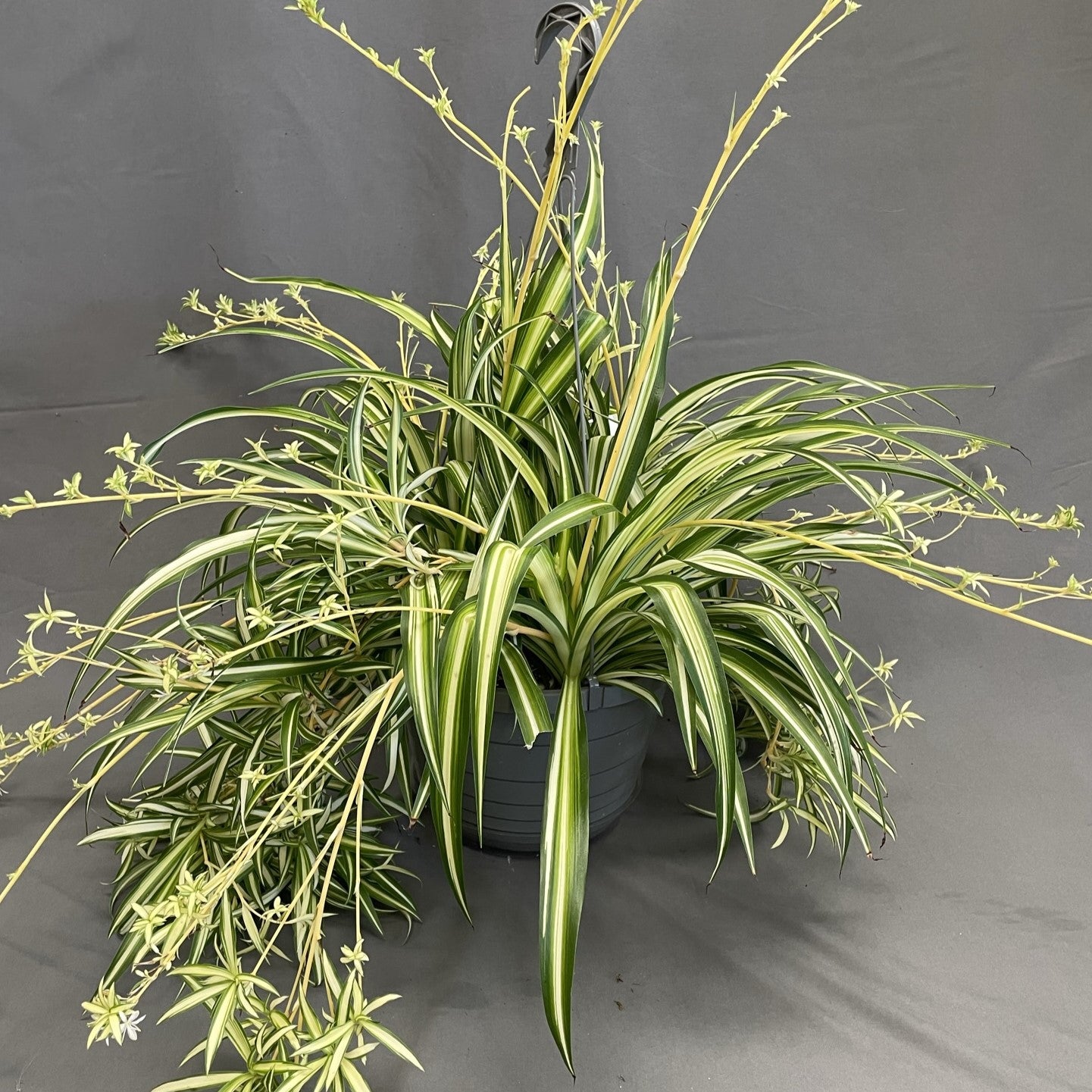 Spider Plant