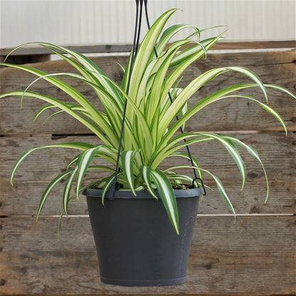 Spider Plant