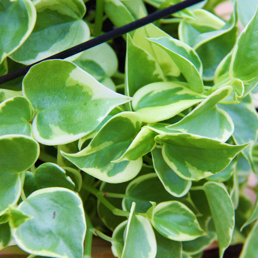 Peperomia 'Scandens'