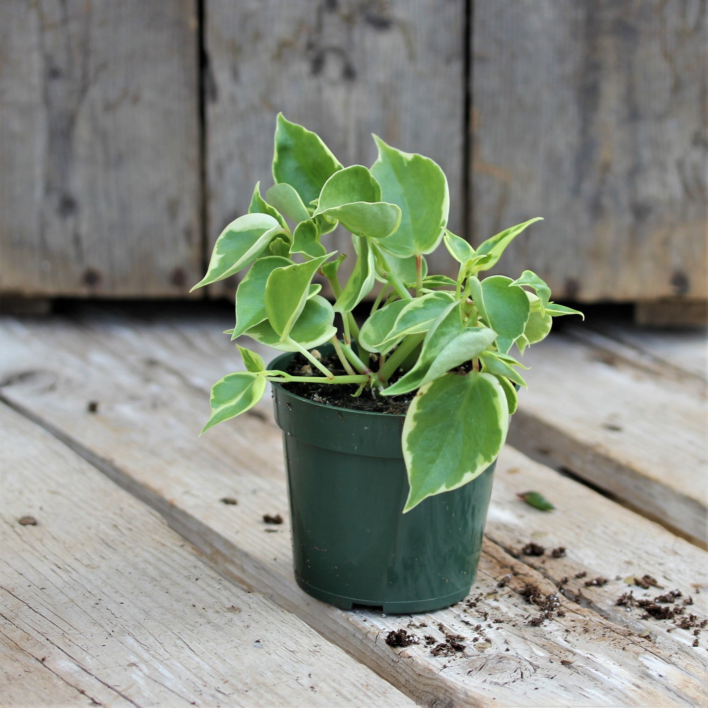 Peperomia 'Scandens'