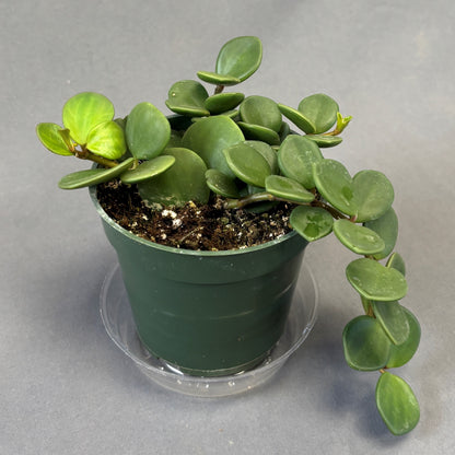 Peperomia 'Hope'