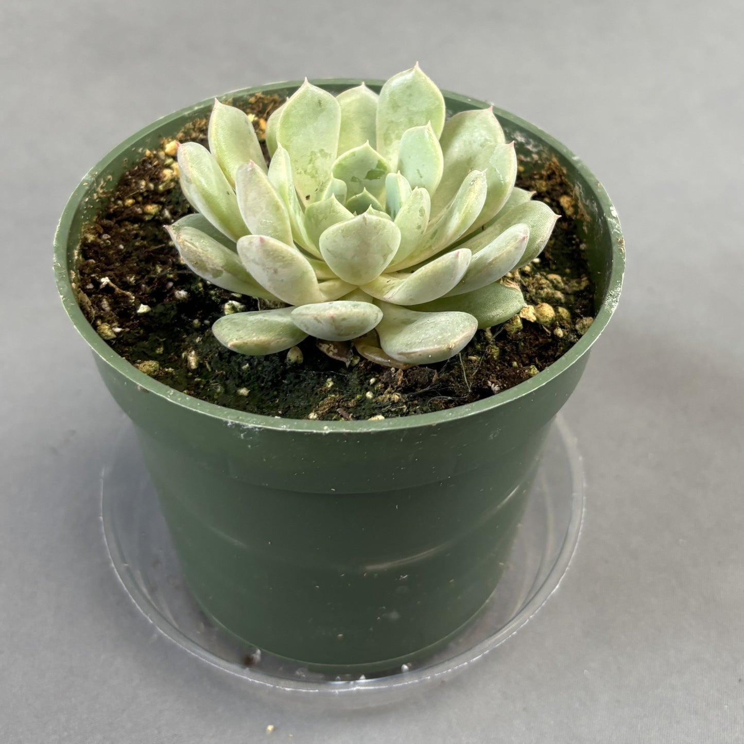 Echeveria 'Cherio'