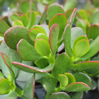 Jade Plant