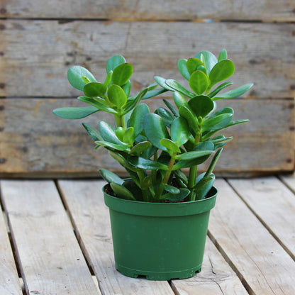 Jade Plant