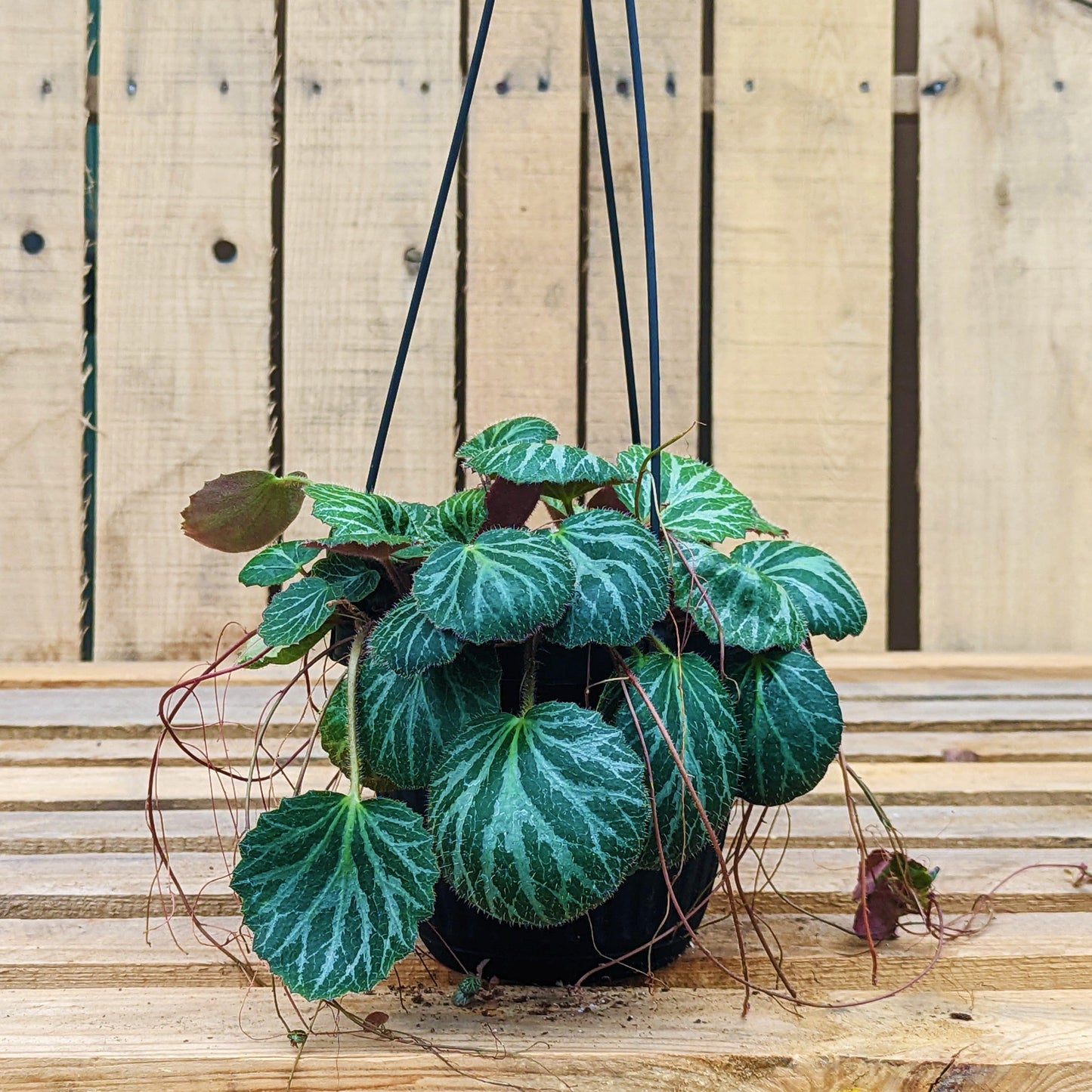 Strawberry Begonia