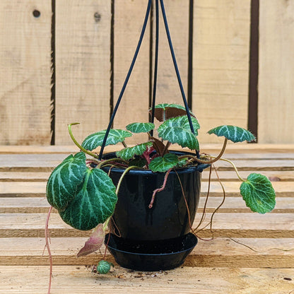 Strawberry Begonia