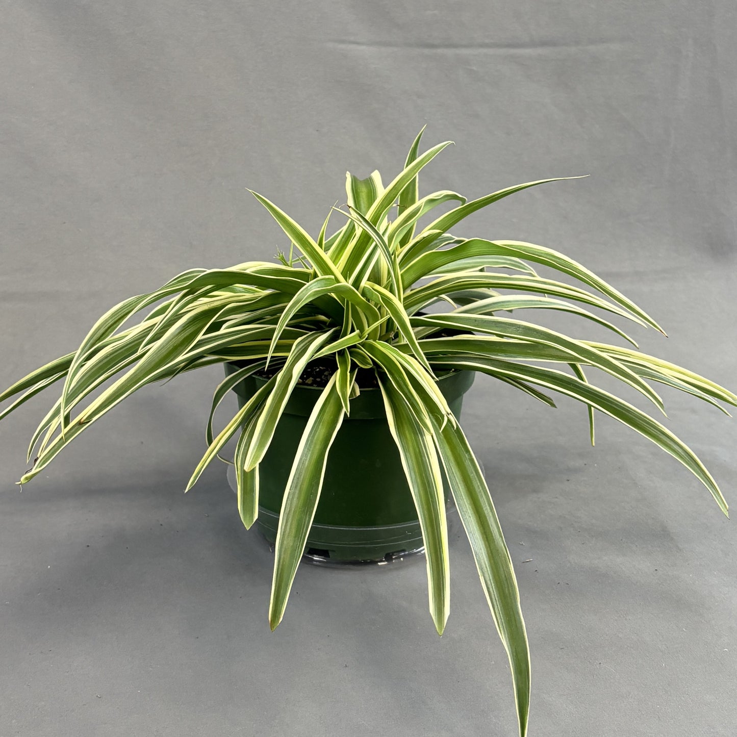 Spider Plant