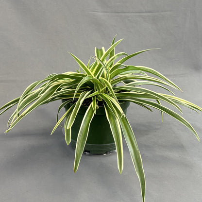 Spider Plant