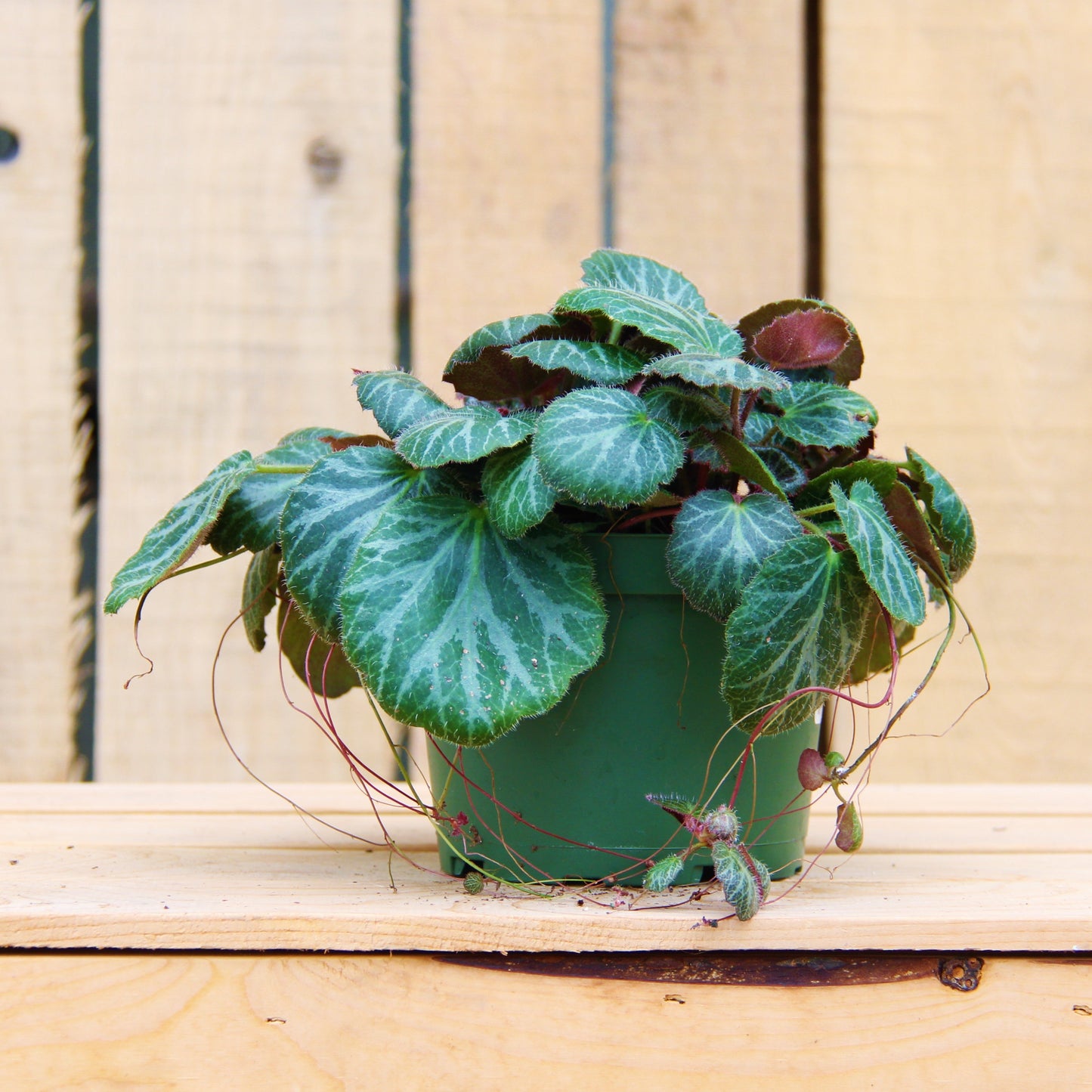 Strawberry Begonia