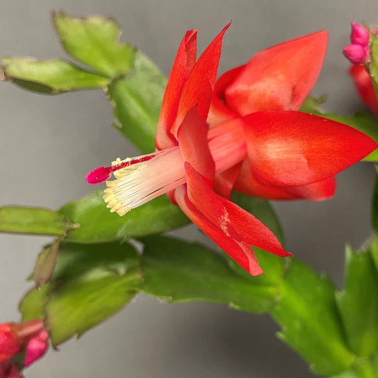 Christmas/Thanksgiving Cactus