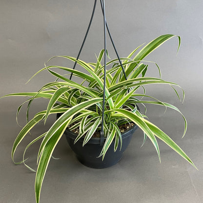 Spider Plant