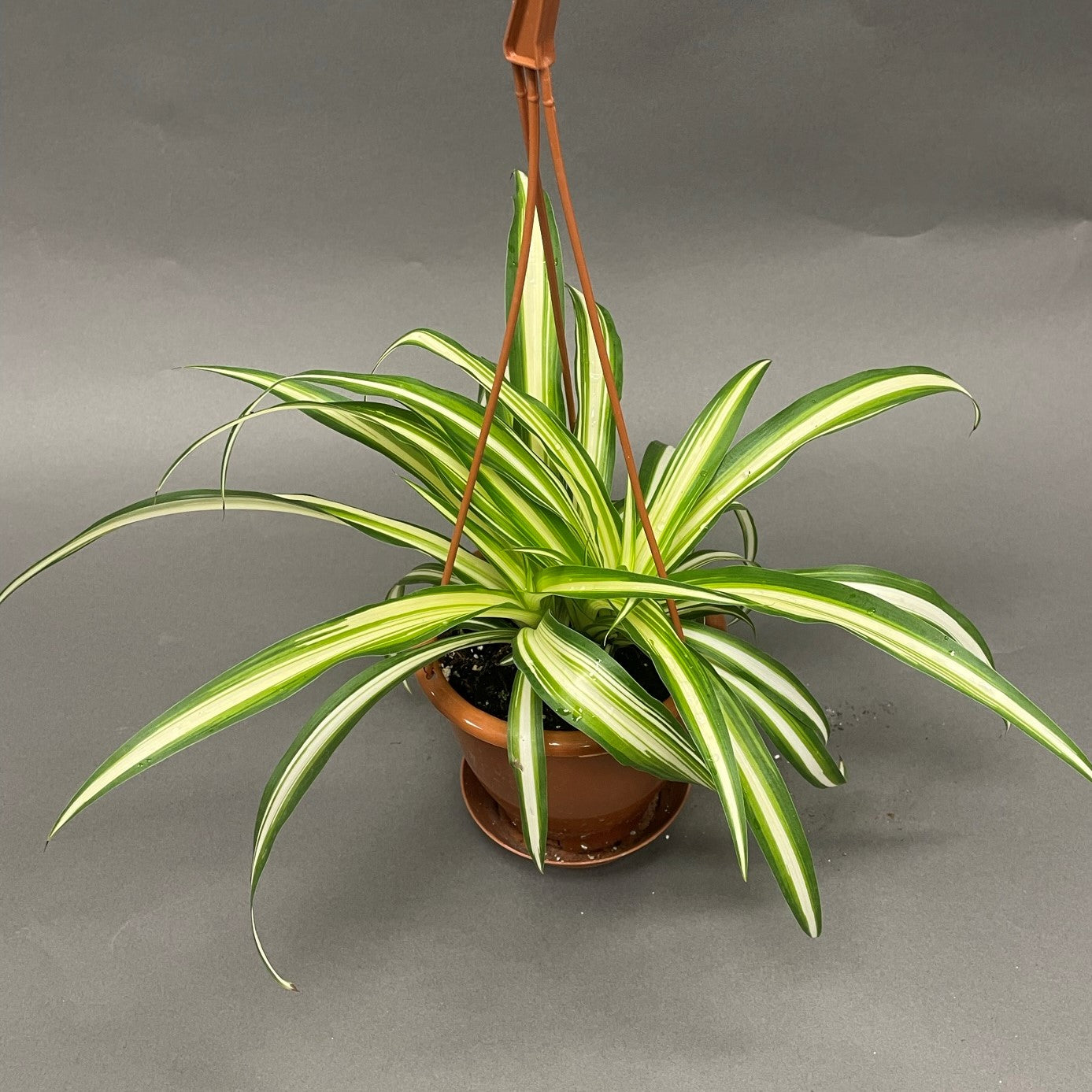 Spider Plant