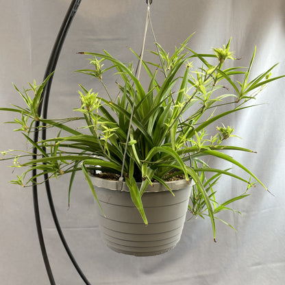 Spider Plant