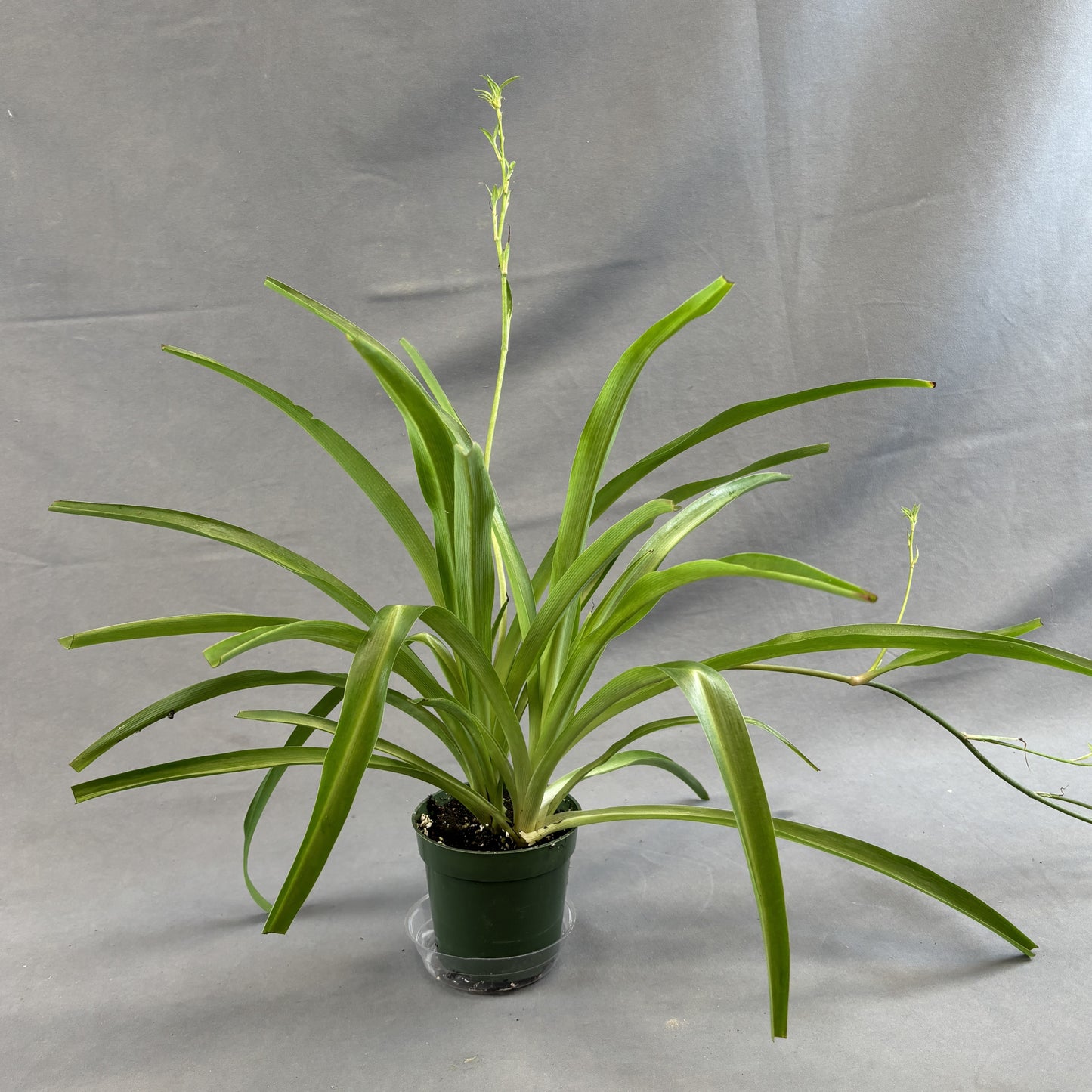 Spider Plant