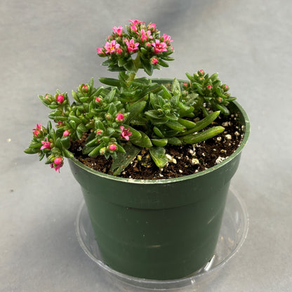 Crassula schmidtii 'Epsilon'