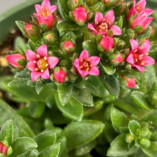 Crassula schmidtii 'Epsilon'