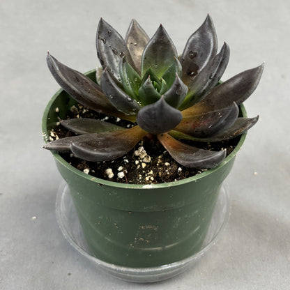 Echeveria 'Rose Dark'