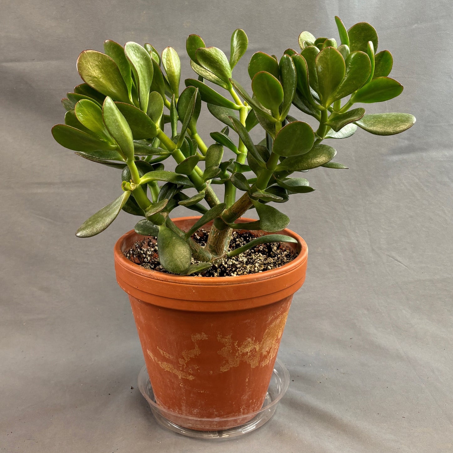 Jade Plant