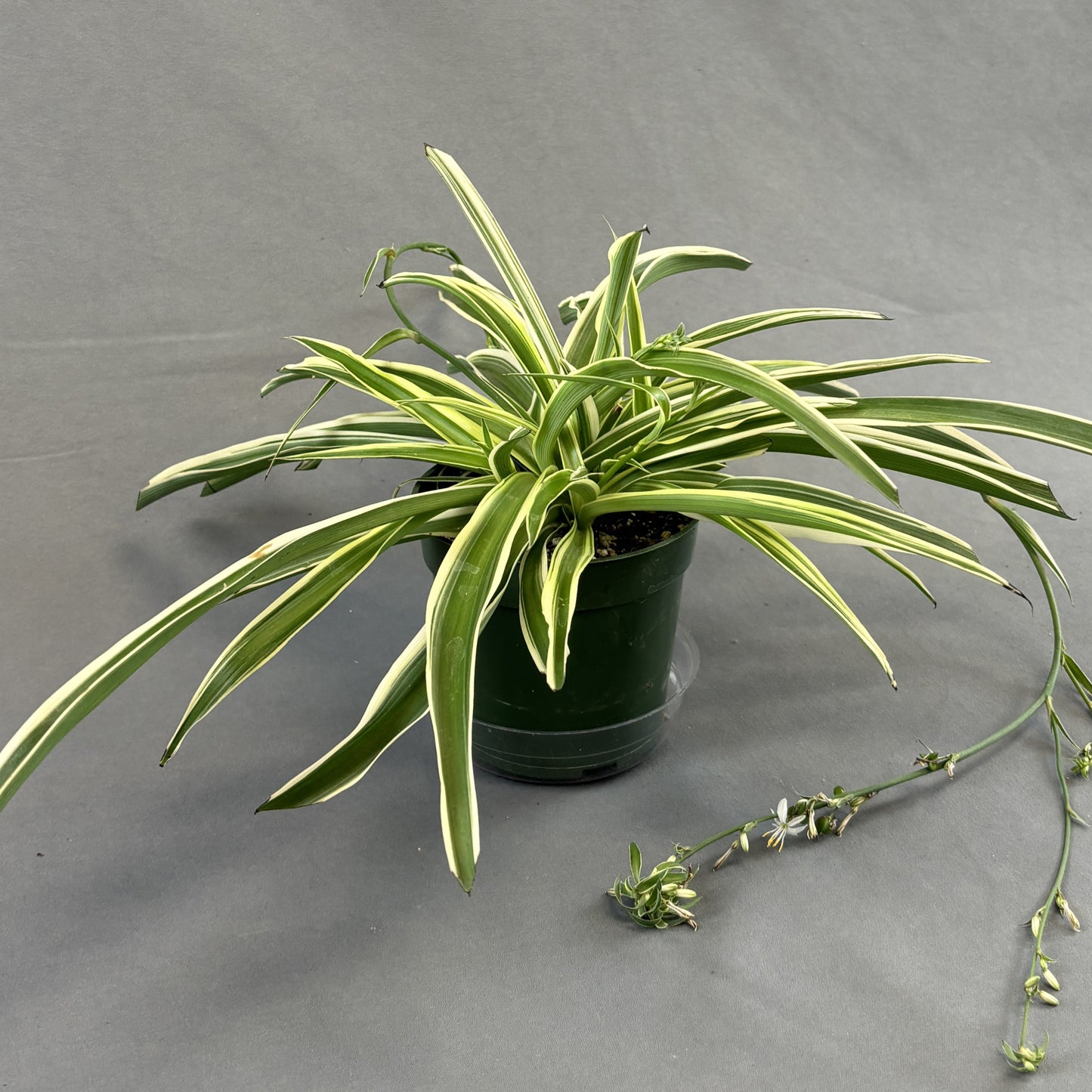 Spider Plant