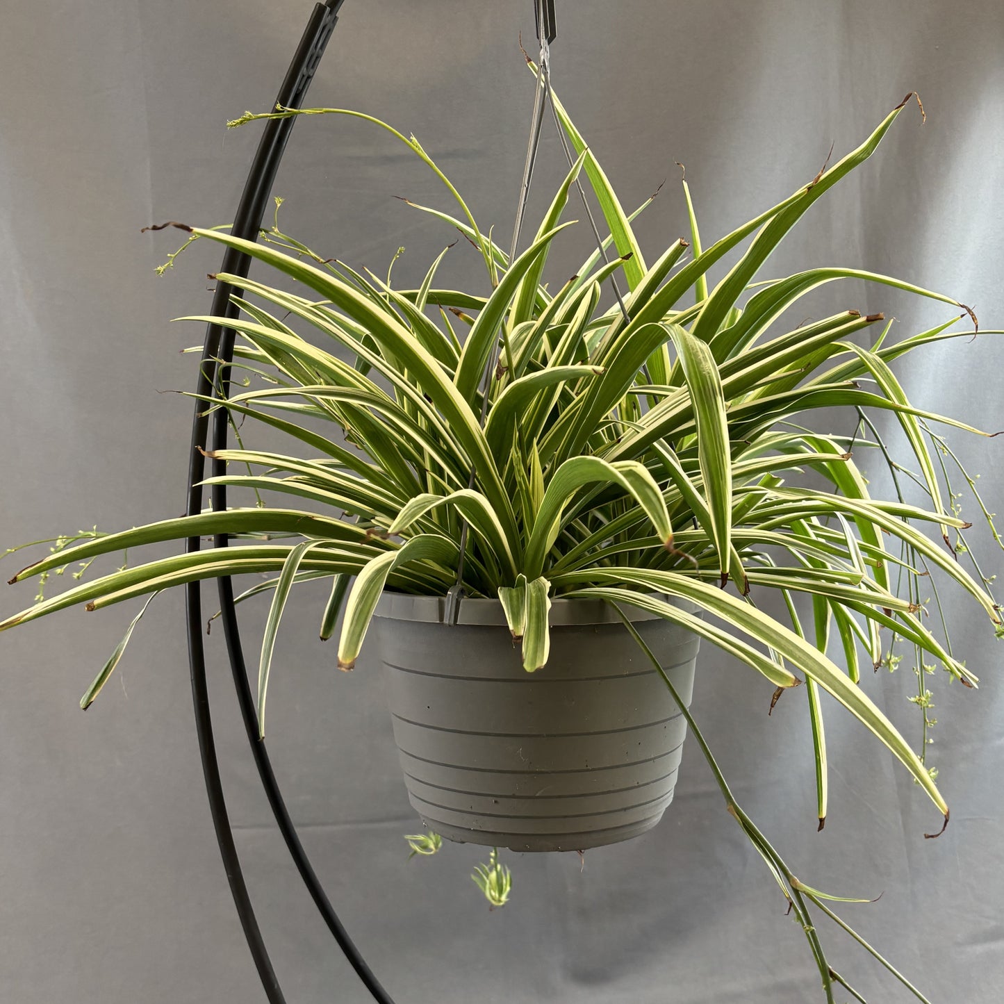 Spider Plant