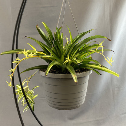 Spider Plant