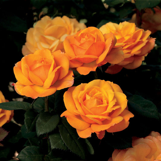 Rose 'Good as Gold™'