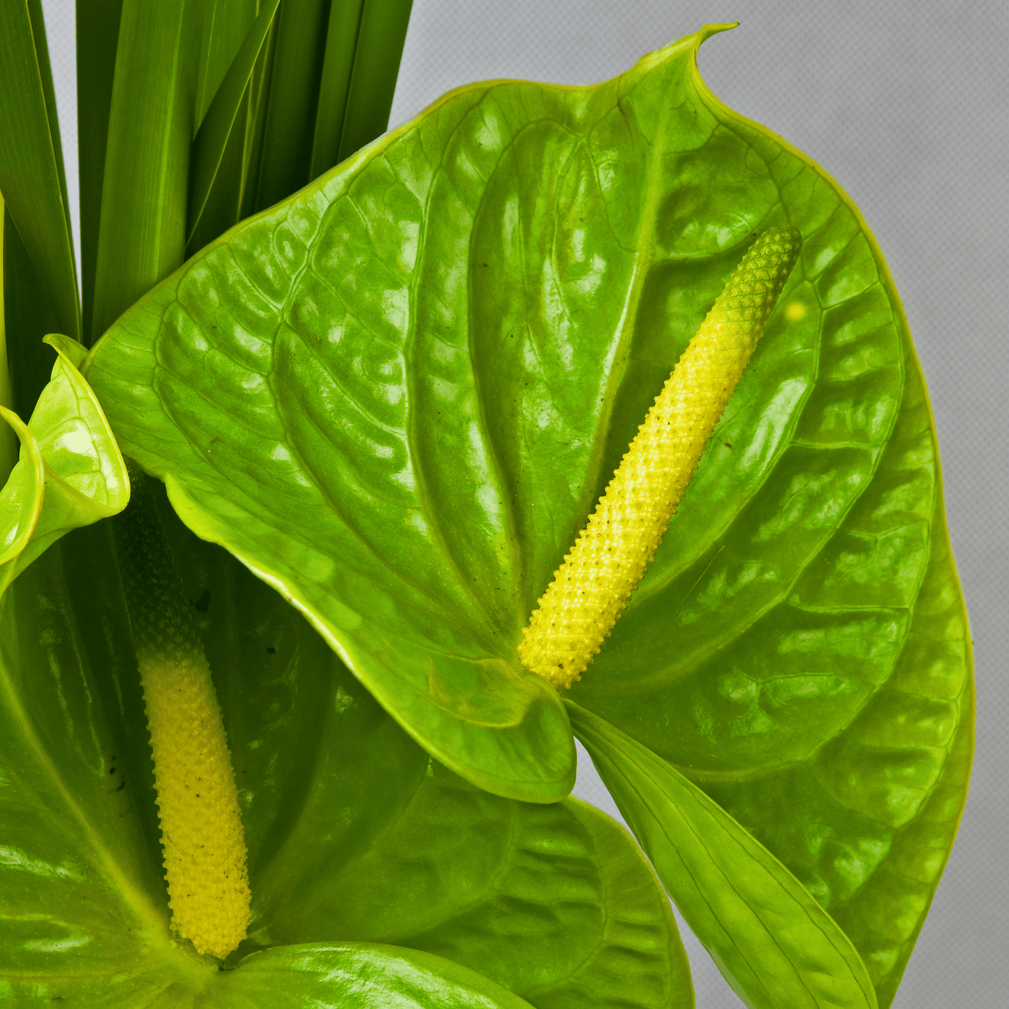 Anthurium andreanum