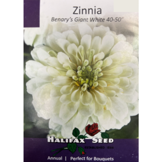 Halifax Seed Zinnia Benary's Giant White Pkg.