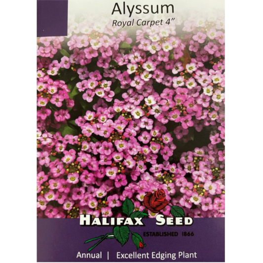 Halifax Seed Alyssum Royal Carpet Pkg.