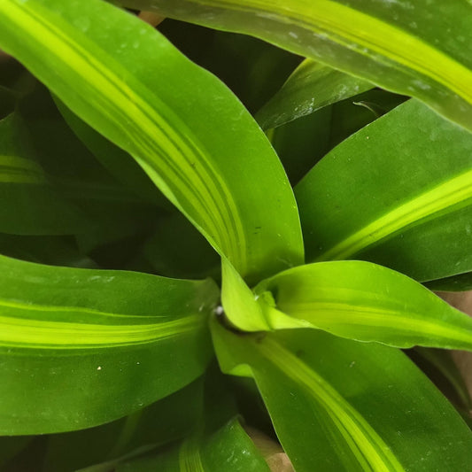 Hawaiian Sunshine Bush