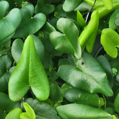 Heart Fern