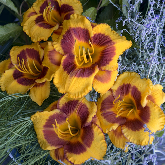 Hemerocallis fulva