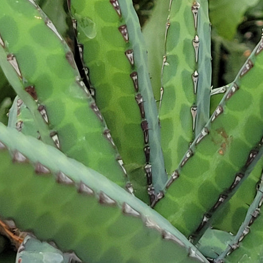 Euphorbia 'Heterochroma'