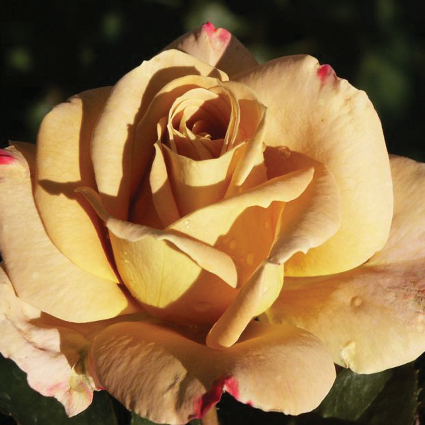 Rose 'Honey Dijon™'