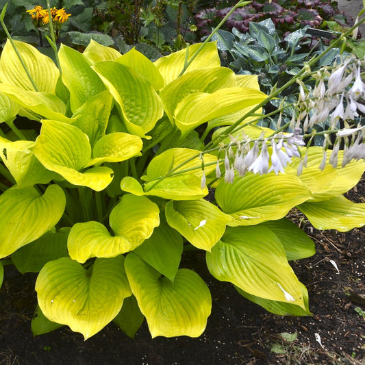 Hosta 'Age of Gold'