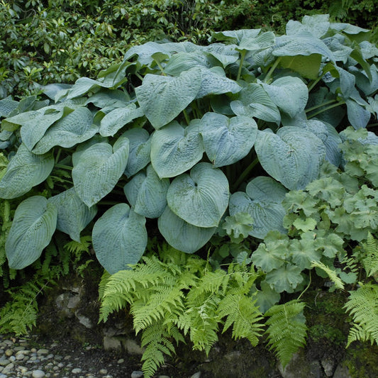 Hosta 'Blue Angel'