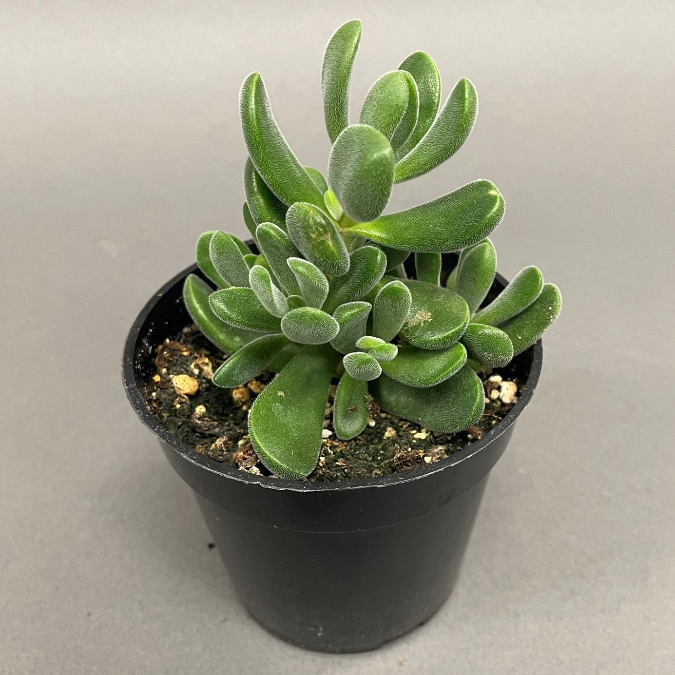 Crassula rogersii