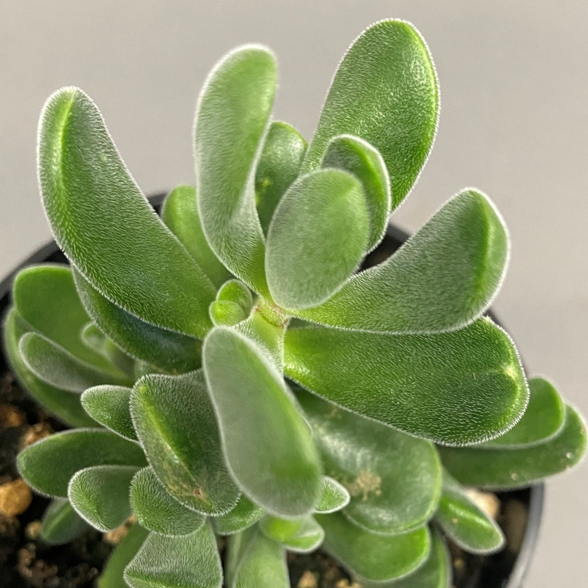 Crassula rogersii