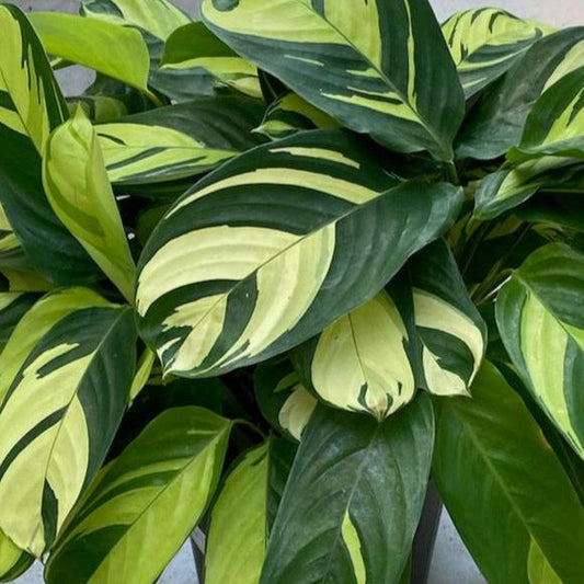 Calathea 'Lubbersiana'