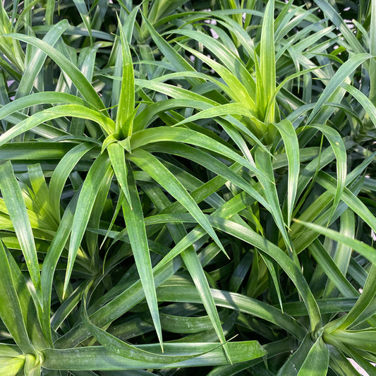 Dracaena 'Anita'