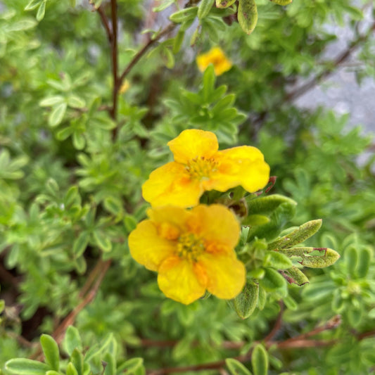 Potentilla 'Mango Tango'