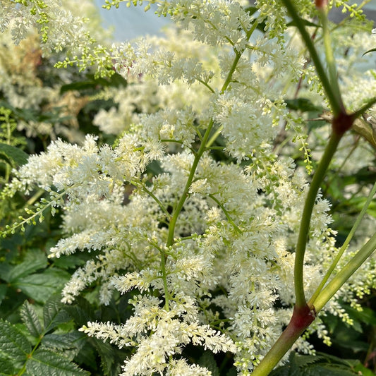 Astilbe arendsii 'Bridal Veil'