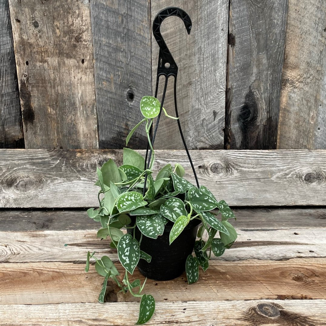 Pothos 'Silver Satin'