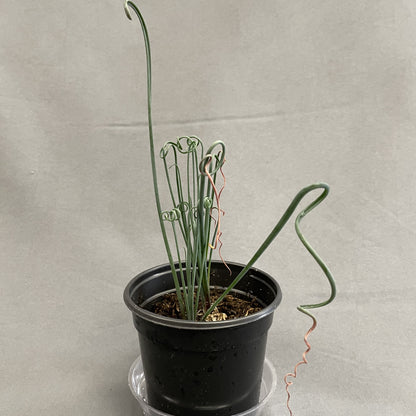 Albuca 'Frizzle Sizzle'