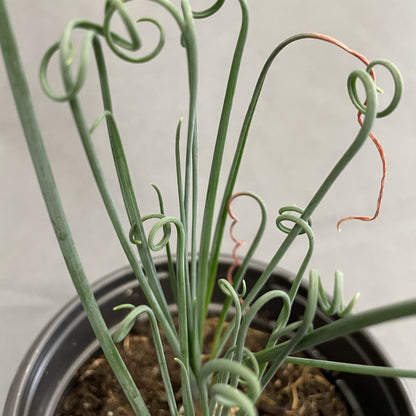 Albuca 'Frizzle Sizzle'